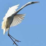 Great Egret