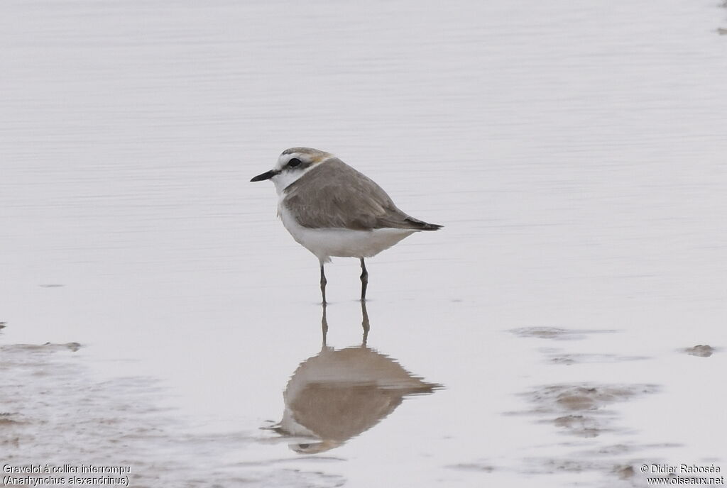 Kentish Plover male