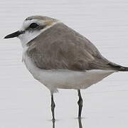 Kentish Plover