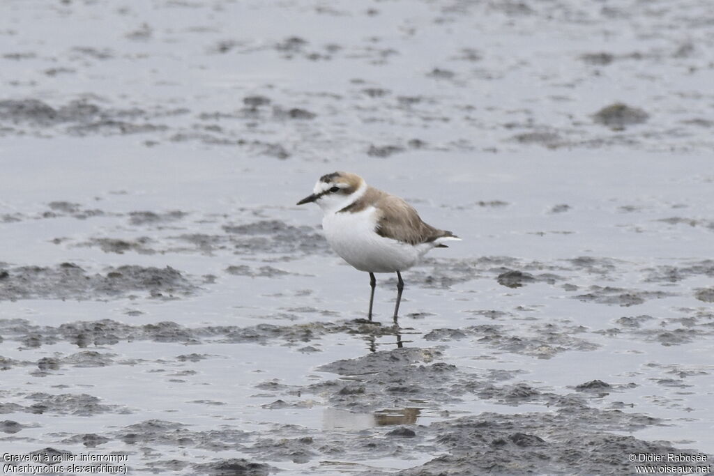 Kentish Plover male
