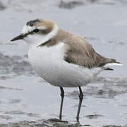 Kentish Plover