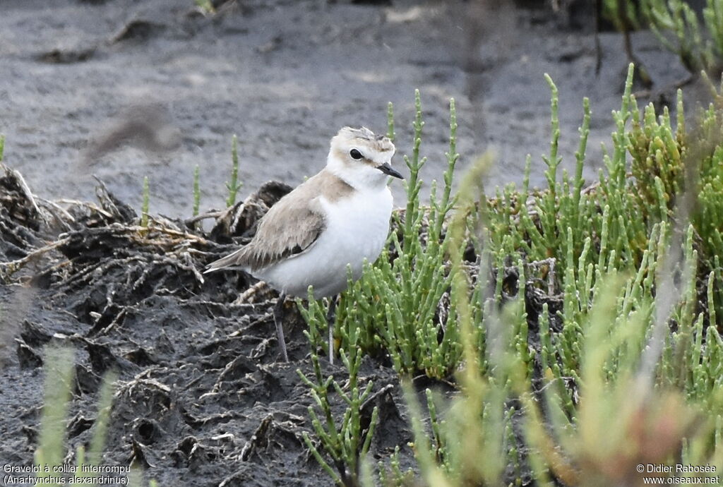 Kentish Ploverjuvenile