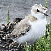 Kentish Plover