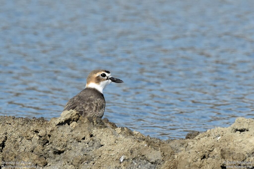 Wilson's Plover