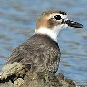 Wilson's Plover