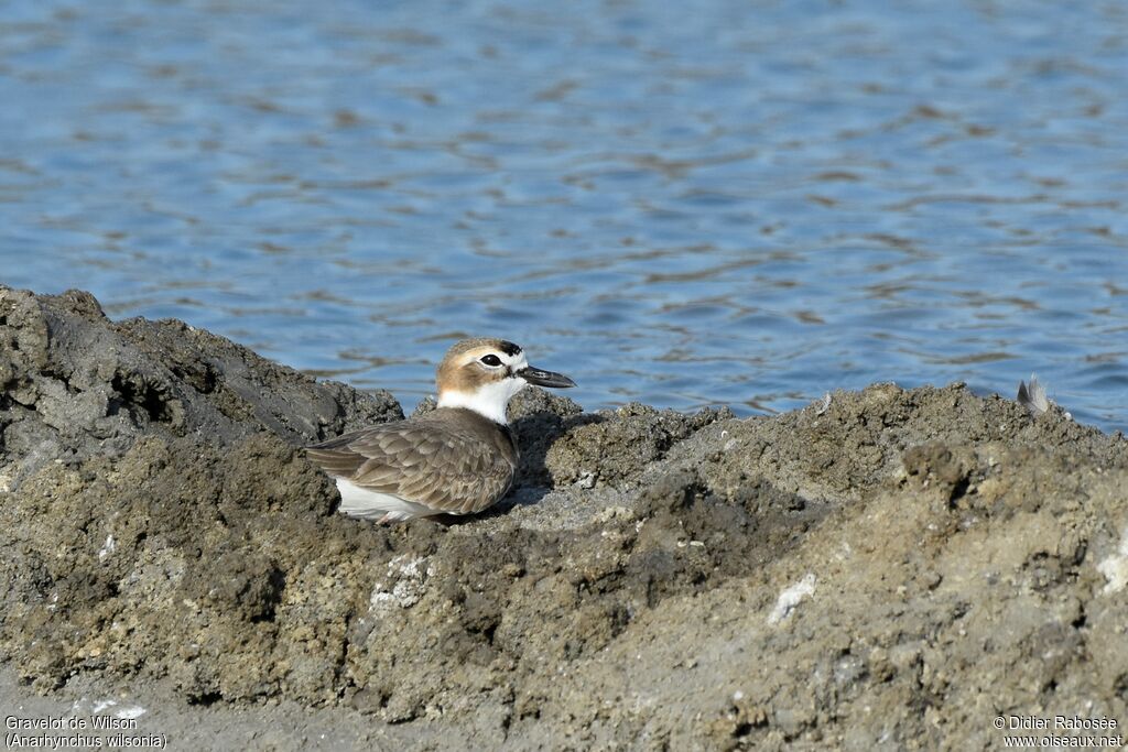 Wilson's Plover