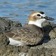 Wilson's Plover