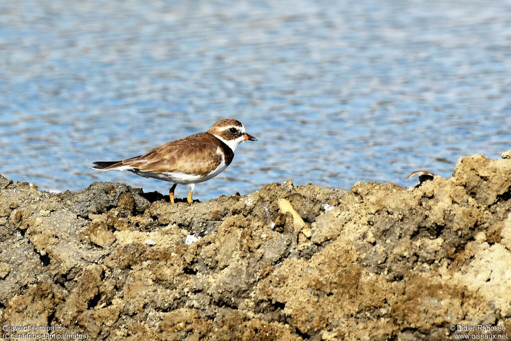 Semipalmated Ploveradult