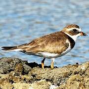 Semipalmated Plover