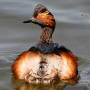 Black-necked Grebe