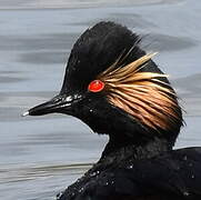 Black-necked Grebe