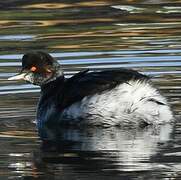 Black-necked Grebe