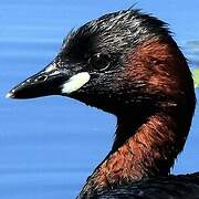 Little Grebe