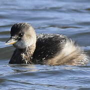 Little Grebe