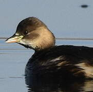 Little Grebe