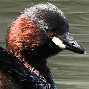 Little Grebe