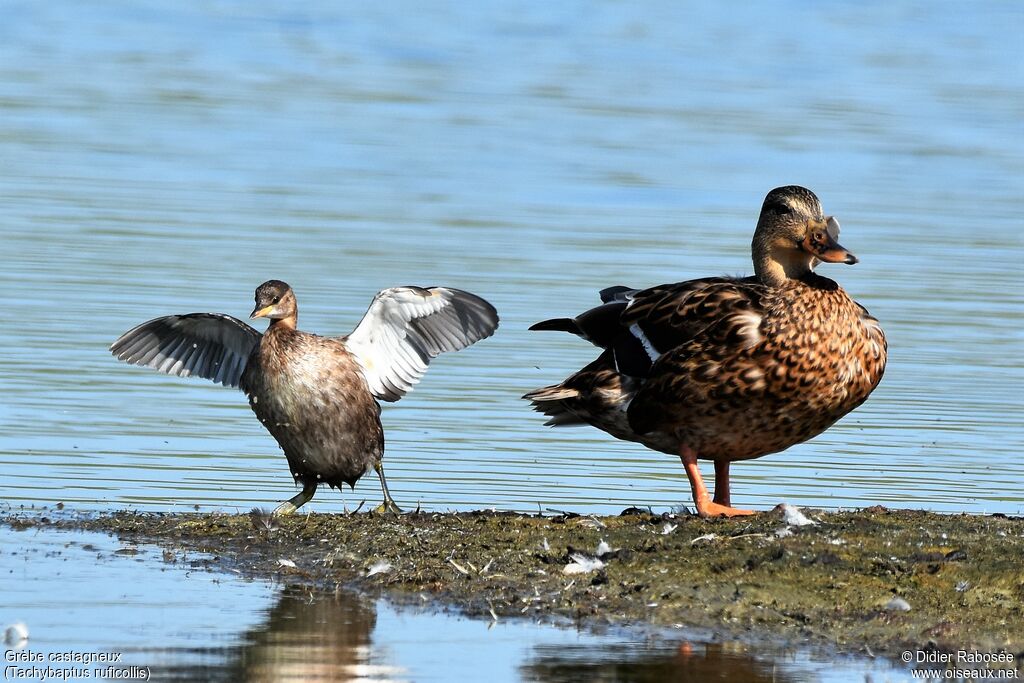 Little Grebe, walking