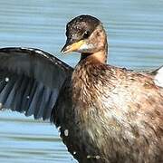 Little Grebe