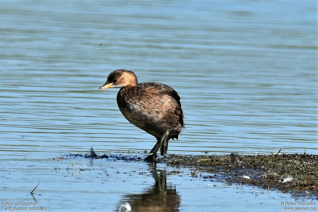 Little Grebe, walking