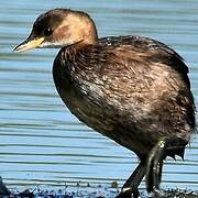 Little Grebe