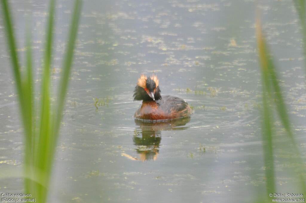 Horned Grebeadult breeding