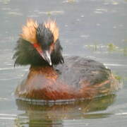 Horned Grebe