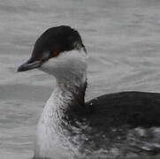 Horned Grebe