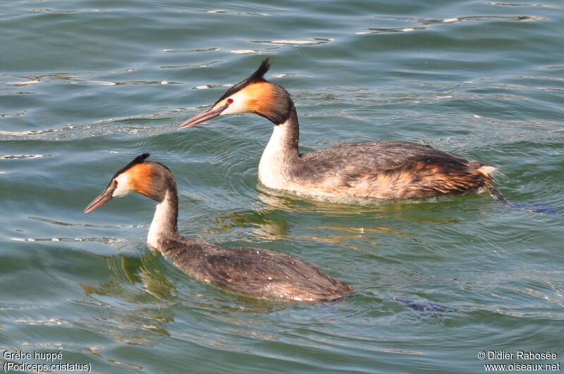 Great Crested Grebe adult breeding