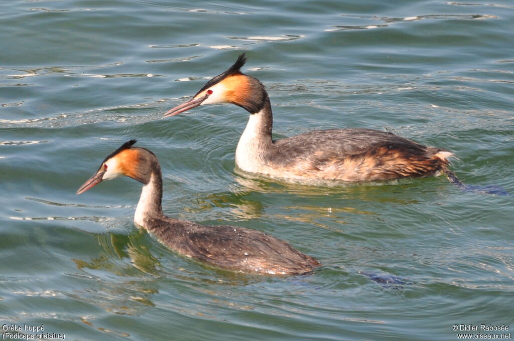 Great Crested Grebe adult breeding