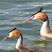 Great Crested Grebe