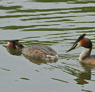 Great Crested Grebe