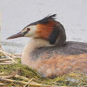 Great Crested Grebe