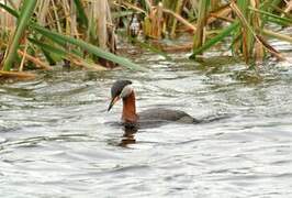 Red-necked Grebe