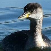 Red-necked Grebe