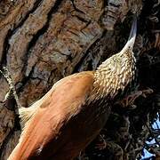 Streak-headed Woodcreeper