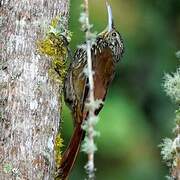 Spot-crowned Woodcreeper