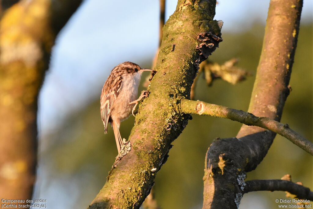 Short-toed Treecreeper