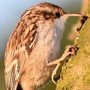 Short-toed Treecreeper