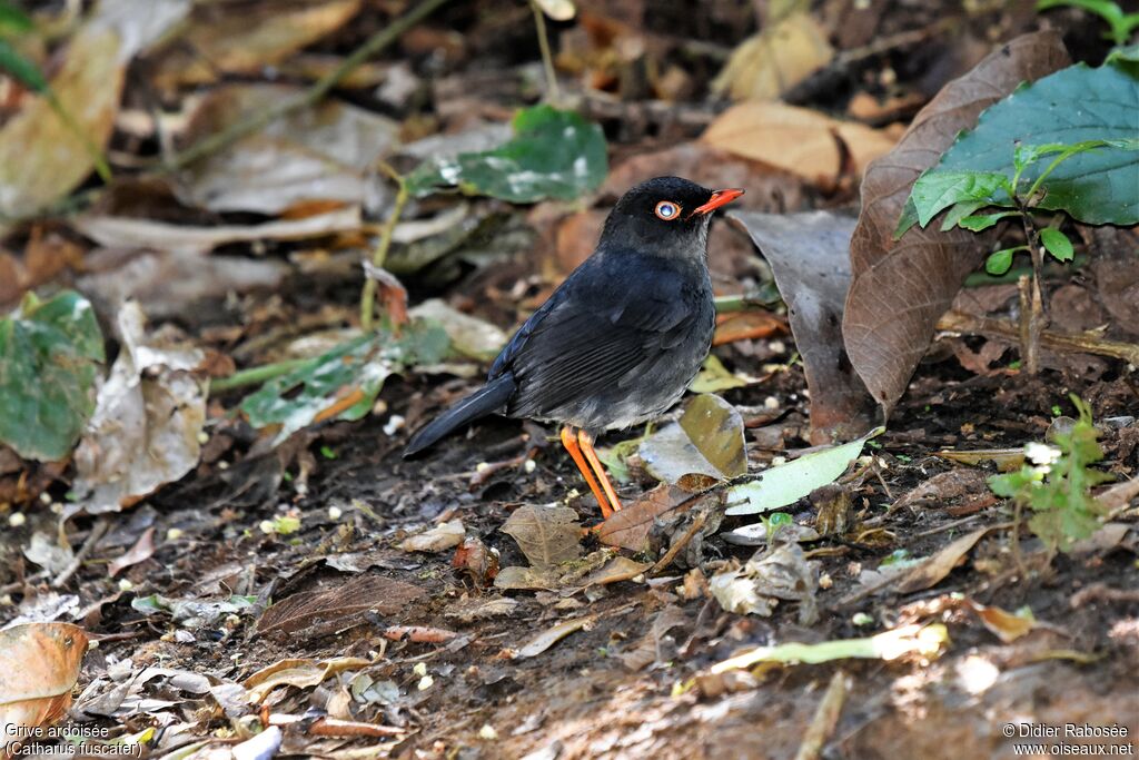 Slaty-backed Nightingale-Thrush