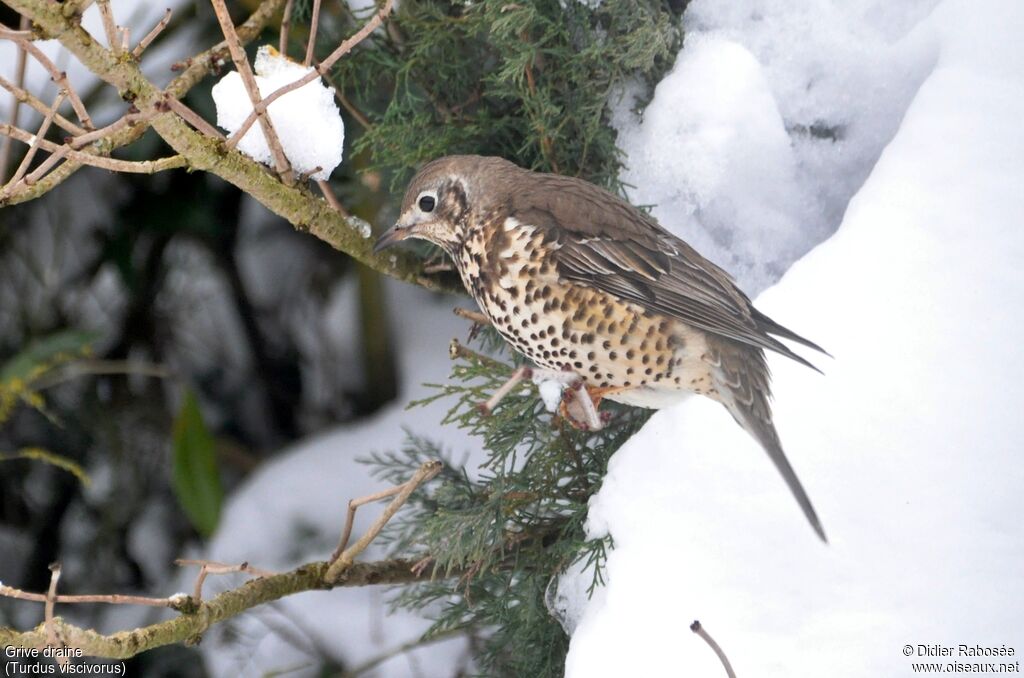 Mistle Thrush