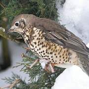 Mistle Thrush