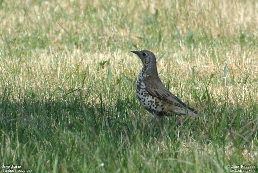 Mistle Thrush