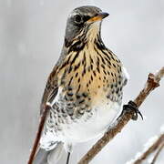 Fieldfare