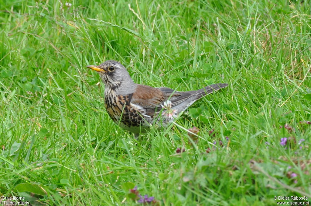 Fieldfare