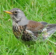 Fieldfare