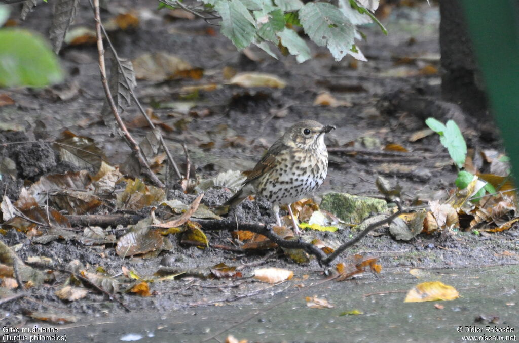 Song Thrush