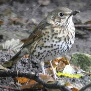 Song Thrush