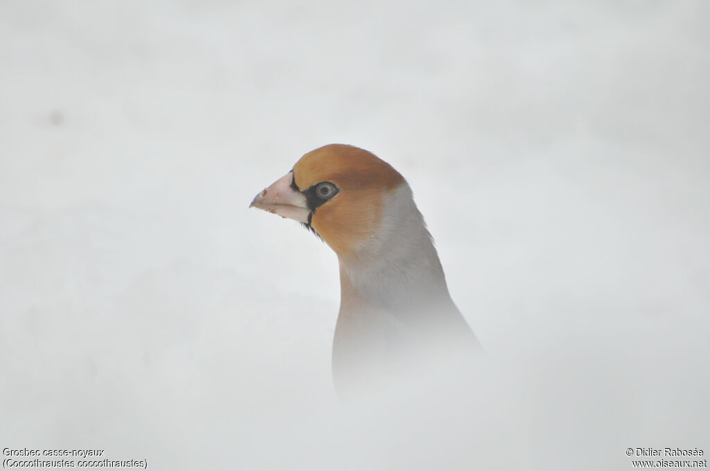 Hawfinch male