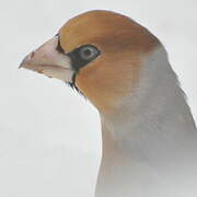 Hawfinch