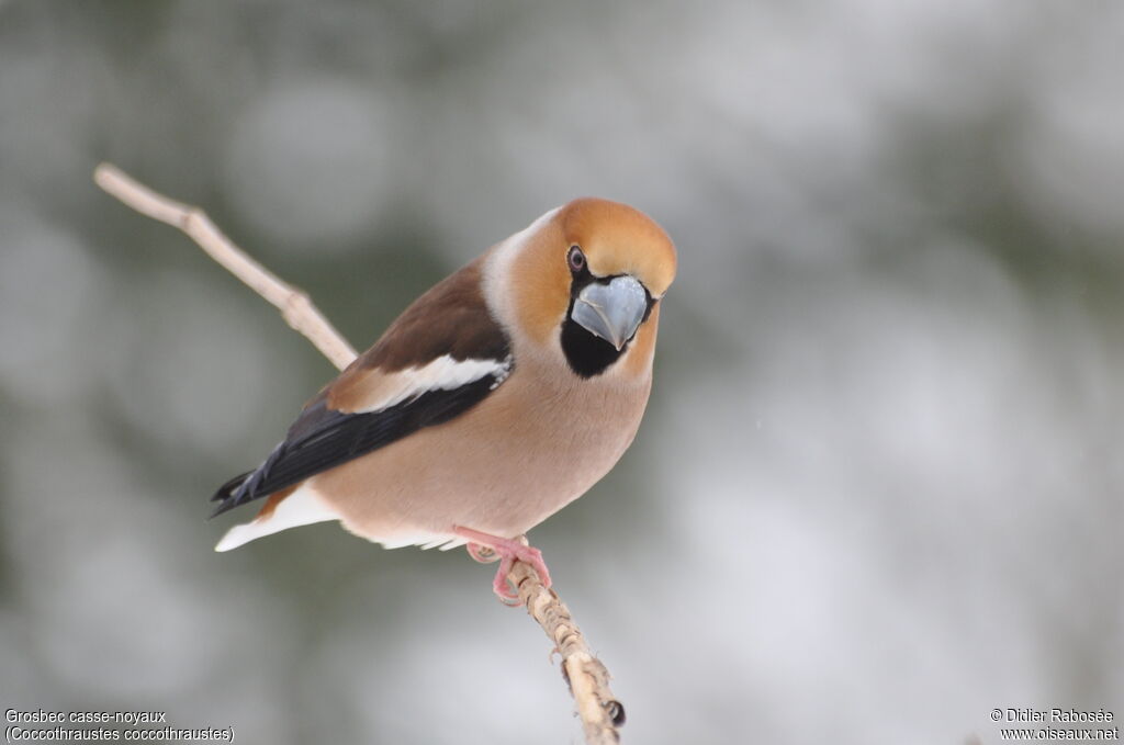 Hawfinch male